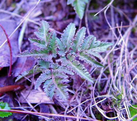 Botrychium dissectum (dissected grapefern): Go Botany