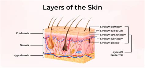 Human Skin Layers And Functions