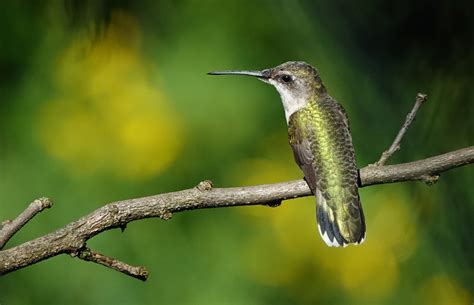 Ruby-throated hummingbird | Smithsonian's National Zoo