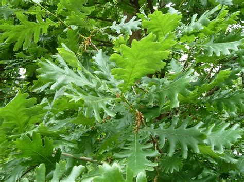 Quercus alba (American White Oak, Eastern White Oak, Forked-leaf White Oak, Northern White Oak ...