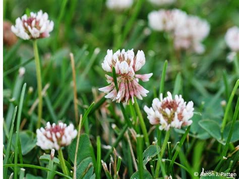 White Clover | Purdue University Turfgrass Science at Purdue University