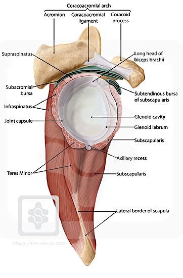 Shoulder Bursae | ShoulderDoc