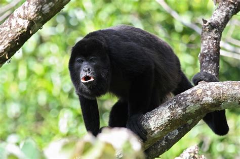 Howler Monkeys of Belize