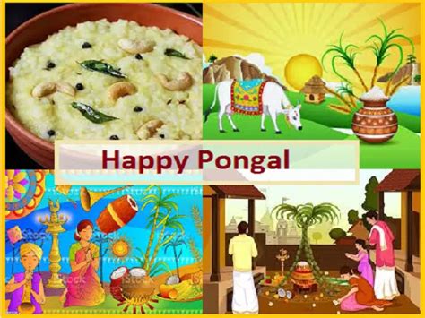 Pongal Festival 2023: Know Date, History, Significance, Cultural ...