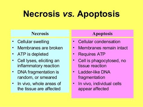 apoptosis vs necrosis - DriverLayer Search Engine