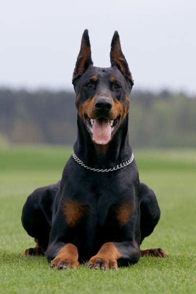 doberman-pinscher19.jpg - Doberman Pinscher - Dog Breeds