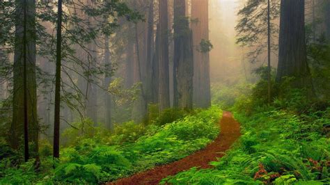 Redwood Desktop Wallpapers - Top Free Redwood Desktop Backgrounds ...