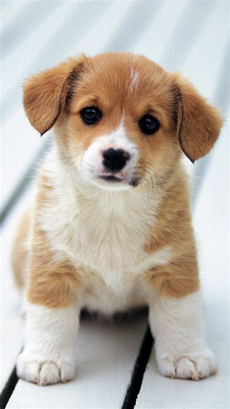 Cute Adorable Puppy Love 4K Ultra HD Mobile Phone Wallpaper