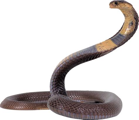 Cobra snake PNG image, free download picture