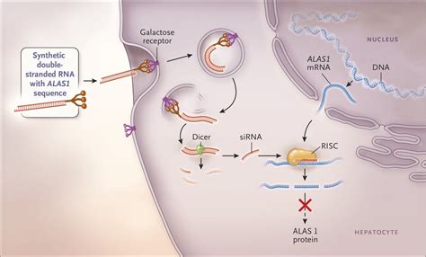 14 Astonishing Facts About Sirna (Small Interfering Rna) - Facts.net