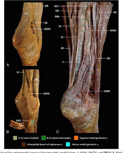 Genicular Nerve Anatomy Anatomy Drawing Diagram | Images and Photos finder