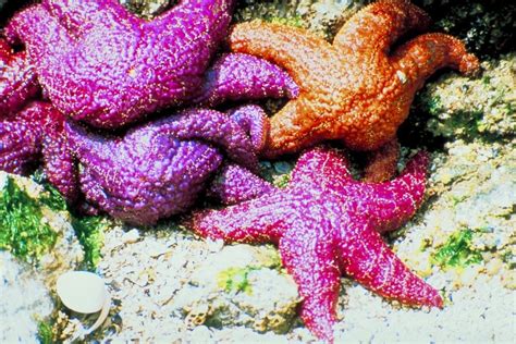 Starfish: Characteristics, reproduction, habitat, types and more