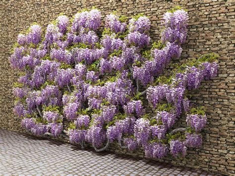 Wisteria leaves for walls or fences 3D Model $49 - .max .fbx .obj - Free3D