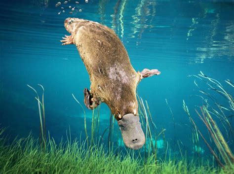 Platypus appeal | Taronga Conservation Society Australia