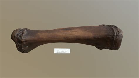 Temple Hill Mastodon Right Tibia (VCU_3D_3641) - Download Free 3D model by Virtual Curation Lab ...