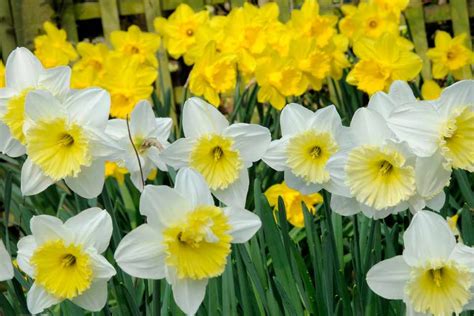 Five bulbs for March flowers - gardenersworld.com