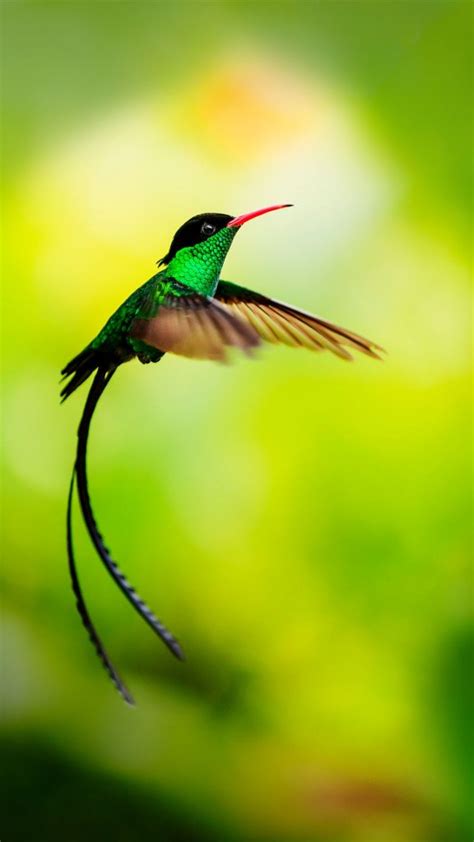 Hummingbird in flight, Jamaica | Windows Spotlight Images