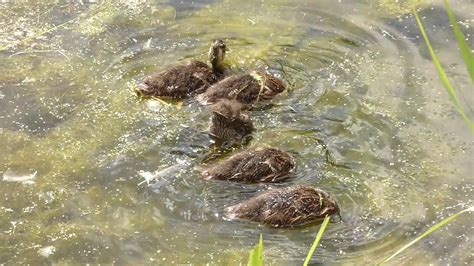 Mallard ducklings feeding - YouTube