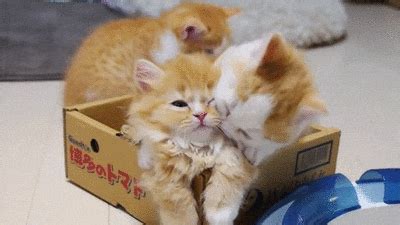 Kitten Hug GIFs - Find & Share on GIPHY