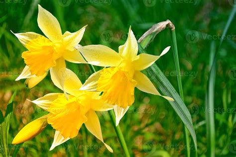 Spring flowers of daffodils. 9851378 Stock Photo at Vecteezy