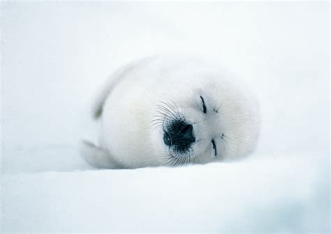 Baby harp seal - Jim Zuckerman photography & photo tours