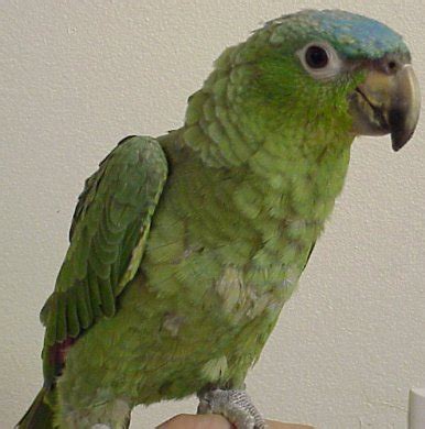 Mealy Amazons | Parrot Parrot