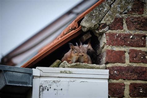 5 Signs of Squirrels in Your House or Attic | Catseye Pest Control