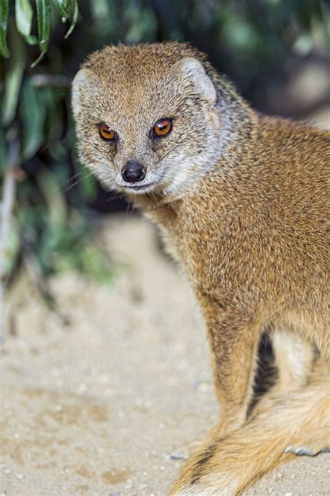 Yellow mongoose looking at me | African animals, Mongoose, Meerkat