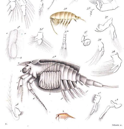 Anatomy Of A Crustacean - Anatomical Charts & Posters