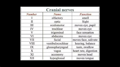 Cranial Nerves And Functions