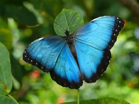 Blue Morpho Butterfly Facts | Diet, Habitat, Behavior, Lifecycle ...