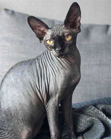 363 best Black sphinx cats images on Pinterest | Sphynx, Sphynx cat and Baby kittens