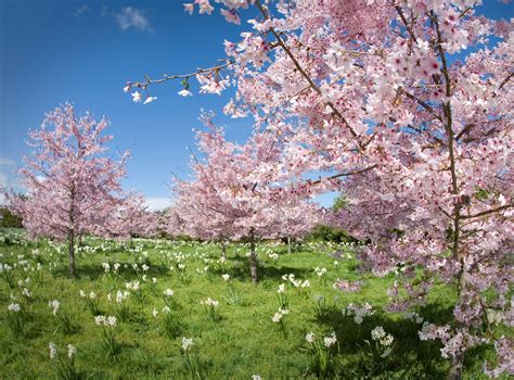 Spring Blossom Valley | Auckland Botanic Gardens