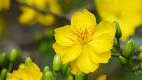 Yellow Apricot Blossom Stock Footage Video - Shutterstock