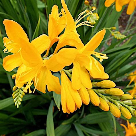 Crocosmia Paul’s Best Yellow – New Word Plants