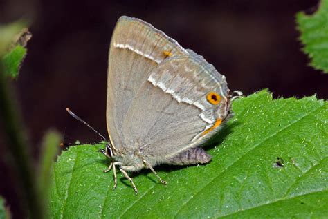 Purple Hairstreak butterfly © Robin Webster :: Geograph Britain and Ireland