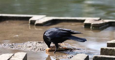 Crow Habits - AnimalBehaviorCorner