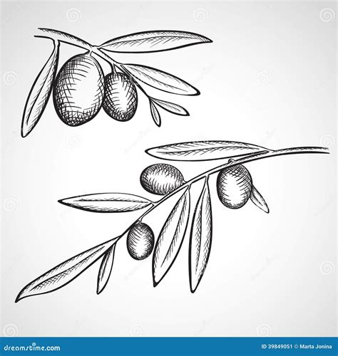 Sketch Olive Tree Branches Stock Illustration - Image: 39849051