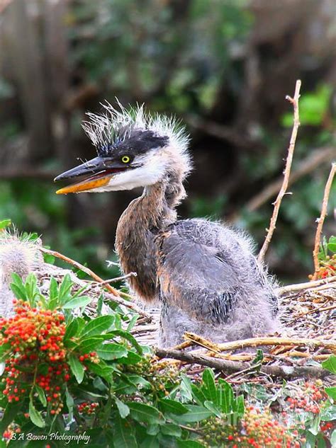 Baby Great Blue Heron chick....always so cute to watch! | Out in Nature ...