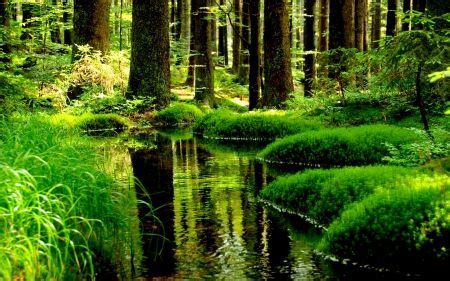 FOREST POND - Forests & Nature Background Wallpapers on Desktop ... | Forest pictures, Forest ...