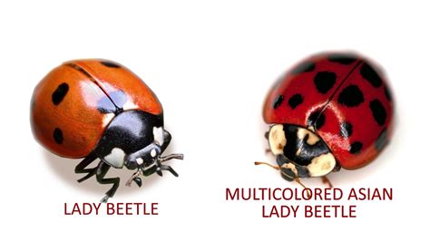 How To Get Rid Of Asian Beetles Inside / Top 10 Natural Ways To Get Rid Of Ladybugs Aka Asian ...