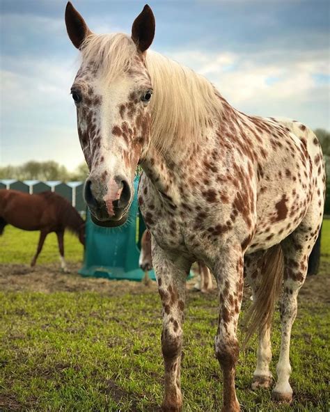 Pin on Appaloosa Horse