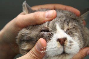 Cat Eye Infection Home Remedies, Causes, and Pictures | Dogs, Cats, Pets