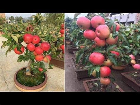 Growing Apples by seeds in Pots at home easily - YouTube | Seeds, Container gardening, Apple