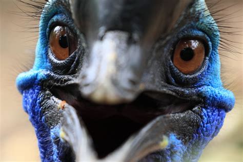 The cassowary bird: How the world’s most dangerous bird got its unique ...