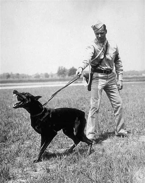 Doberman pinscher, Doberman, Military dogs