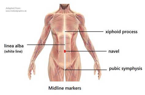 Midline Anatomy