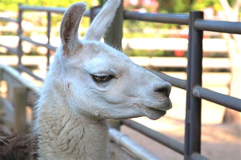 Should You Keep a Llama As a Pet?