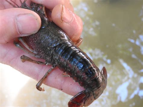 White River Crayfish (Crayfishes of Alabama) · iNaturalist