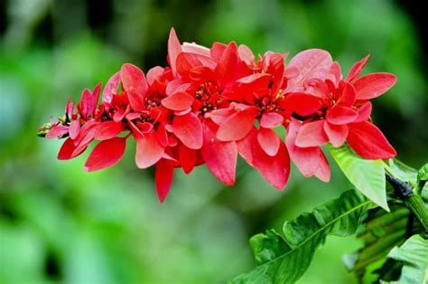 Trinidad and Tobago Flower. The national flower - the Chaconia, also called “Wild Poinsettia” o ...